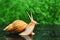 Live snail looking up on a smooth wet surface against a green blurred background