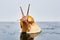 Live snail looking up on a smooth wet surface against a light background