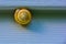 Live snail with sink on vinyl siding. A symbol of caution and forethought and slowness. Beautiful conceptual image of a snail and