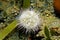 Live specimen of green sea urchin underwater