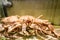 Live spider crab in aquarium in restaurant for dining