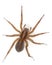 Live spider on white background