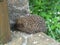 Live spiny hedgehog in the garden