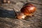 Live spiral snail on an old wooden surface closeup