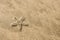 Live starfish on beach sand