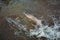 Live sturgeons in the cage in fish breeding farm