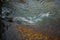 Live sturgeons in the cage in fish breeding farm