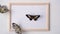 Live tropical butterflies sit on a photo frame. There is space for text. Butterfly Parthenos sylvia