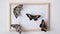 Live tropical butterflies sit on a photo frame. There is space for text. Butterfly Parthenos sylvia