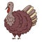Live turkey. Poultry. The symbol of Thanksgiving. Design element with outline. Doodle, hand-drawn. Flat design. Color
