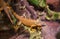 Live wild reptiles lizards shot close-up