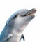 Lively 3d Rendering Of Dolphin With High-key Lighting