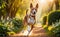 A lively and adorable Basenji dog is happily running in the garden!