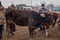 Lively cattle and sheep trading market in winter in Yili, Xinjiang