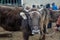 Lively cattle and sheep trading market in winter in Yili, Xinjiang