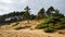 Lively Coastal Landscapes: Forestpunk Dune With Deciduous Trees And Firs