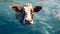 Lively Cow Swimming In Blue Water: 8k Uhd Image With Farm Aesthetics