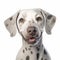 Lively Dalmatian Dog Rendered In Cinema4d With Photo-realistic Techniques