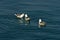 Lively discussion between seagulls while resting at ocean surface