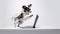 Lively Dog On Laptop: A Playful And Energetic Canine