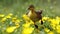 A lively duck exploring a vibrant flower-filled meadow