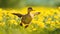 A lively duck exploring a vibrant flower-filled meadow