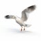 Lively And Energetic White Gull Flying Over A Daz3d Style Background