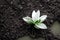 Lively flower with white petals against background of dry cracked desert.