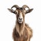 Lively Goat In Dadaist Photomontage: Hyper-realistic And Humorous Uhd Image