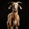 Lively Goat With Long Hair: Studio Shot On Isolated Background