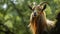 Lively Goat With Long Horns In Brazilian Zoo
