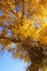 Lively Golden Populus in autumn