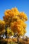 Lively Golden Populus in autumn