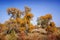 Lively Golden Populus in autumn