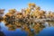 Lively Golden Populus in autumn by River Tarim