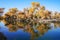 Lively Golden Populus in autumn by River Tarim