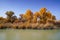 Lively Golden Populus in autumn by River Tarim