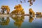 Lively Golden Populus in autumn by River Tarim