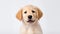 Lively Golden Retriever Puppy With Clean Minimalistic Style