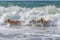 A lively group of dogs joyfully frolic and play in the crashing waves of the ocean, Animals playing in the ocean waves, AI