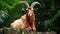Lively Harpia Harpyja Goat In Brazilian Zoo - National Geographic Photo