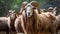 Lively Himalayan Rams A Baroque Display Of Long-horned Beauty