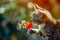 A lively kitten enthusiastically engages with a fish toy, showcasing its playful nature, A whimsical cat offering a heart-shaped