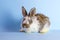 Lively little cute rabbit on a blue background.