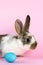 Lively little cute rabbit on a pink background.