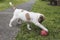 A lively one month old puppy plays with a colorful red ball outside at the house yard. Playful and inquisitive