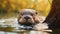 Lively Otter Peeking Out: Vray Tracing Photography In Soft Light