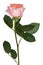 Lively pink rose with green leaves on white background. Delicate pink petals.