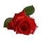 Lively red rose with green leaves on white background. Delicate scarlet petals. Isolated