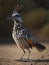 The lively stance of a roadrunner as it stands on desert terrain